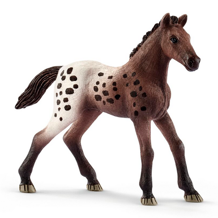 Appaloosa veulen