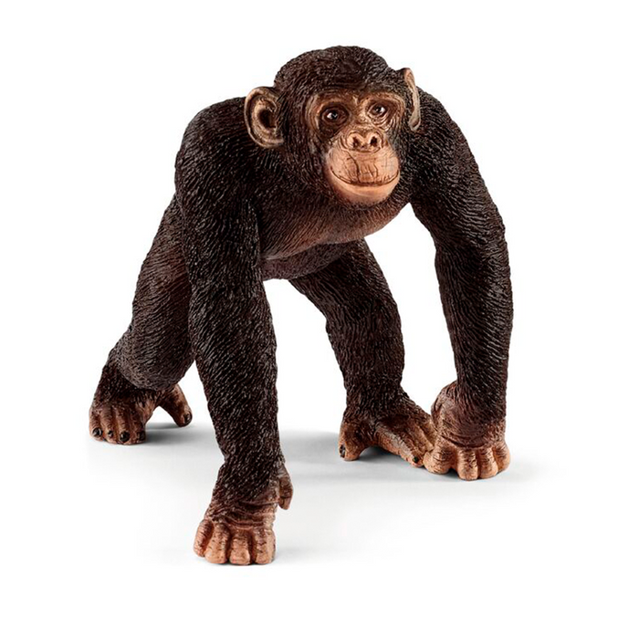 Chimpanzee - mannelijk