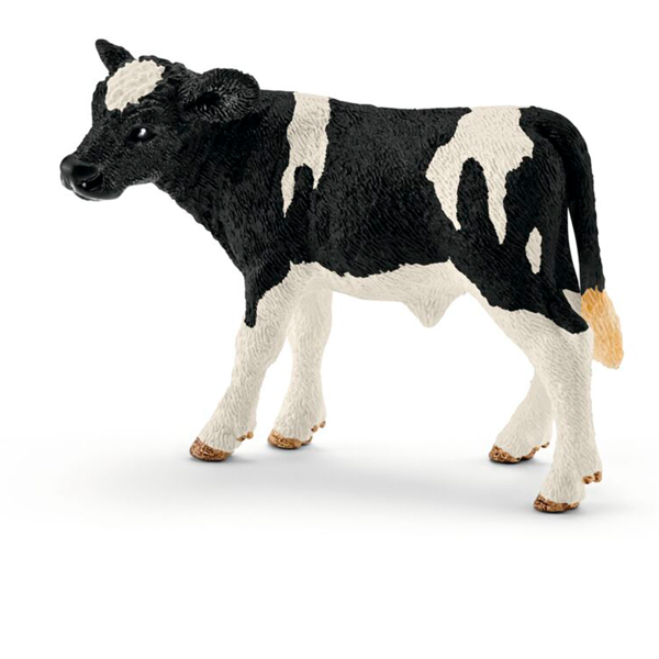 Holstein kalf