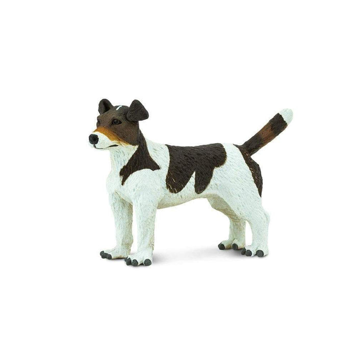 Jack Russell Terrier