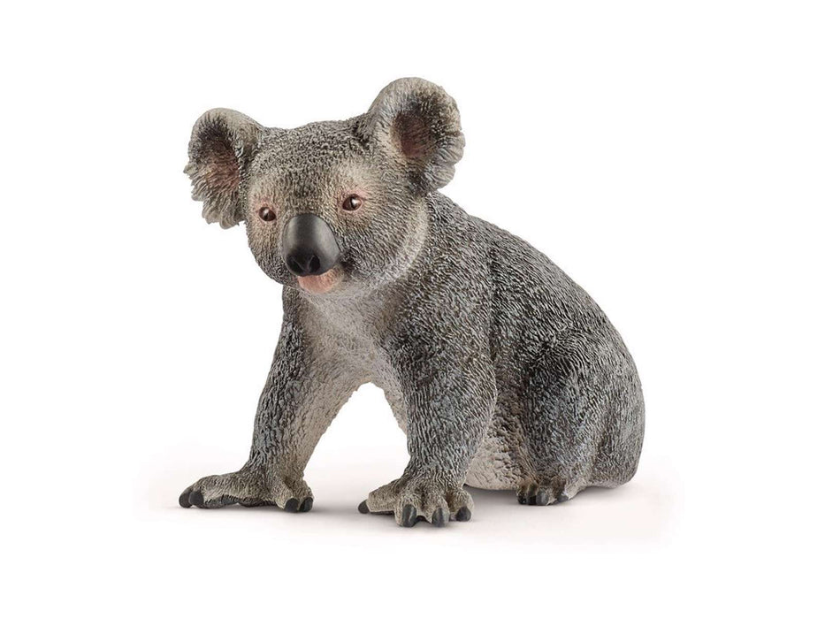 Koala beer