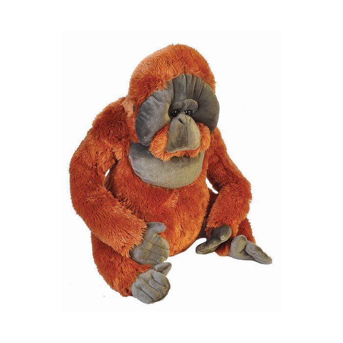 Orangutan, 75 cm